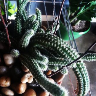 Cactus Arrangement