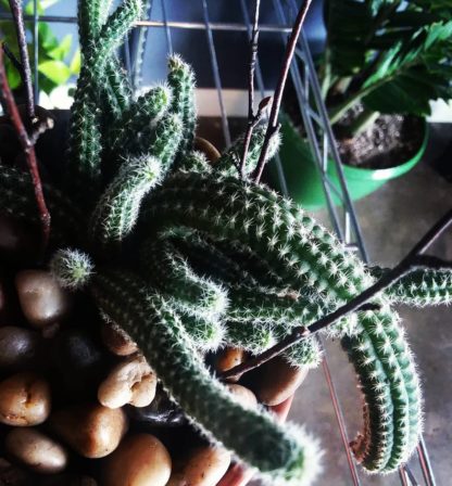 Cactus Arrangement